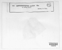 Leptothyrium cinctum image